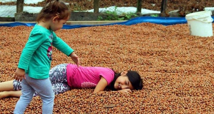 Daha münasib qiymətə satmaq üçün anbarlara yığırlar
