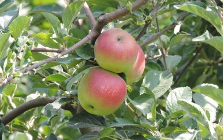 Alma bağlarında məhsul azdır