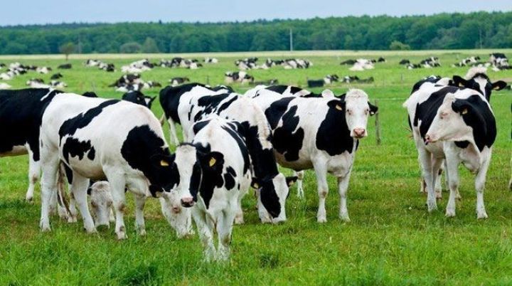 5 min inəyi Sibirə daşıyır