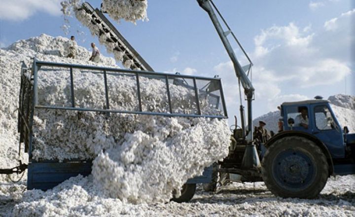 Dekabrın 1-dək nə qədər pambıq yığılıb?
