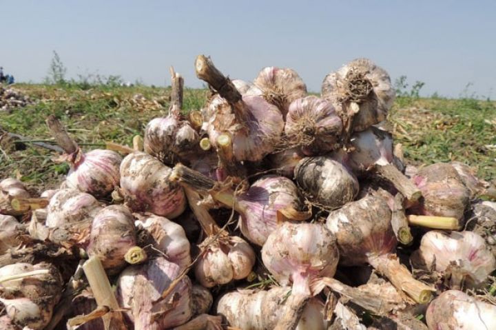 Əkininə maraq artıb  - Bu rayonda 80 hektar əkildi