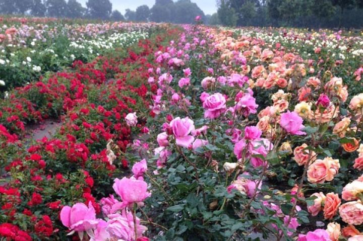 Gül yağı üçün plantasiyalar salınır