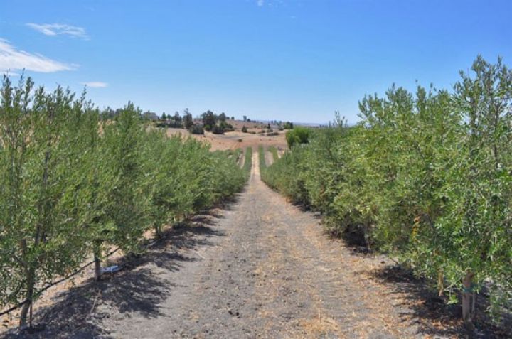 Zeytun əkilməsi sürətlə davam etdirilir