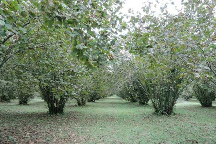 Bağçılıq sahəsində sənaye zonası yaradılacaq