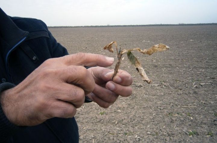 Bitkilərin sığortası üzrə böyük məbləğdə sığorta ödənişi  