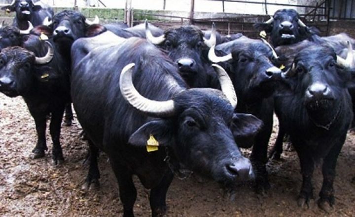 Camış saxlayıb, “Hyundai” aldı