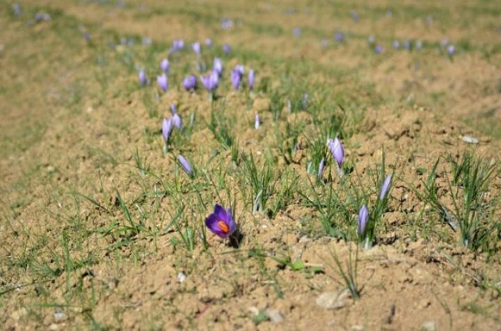 15 min xərclə, 2 il sonra böyük məbləğdə qazan