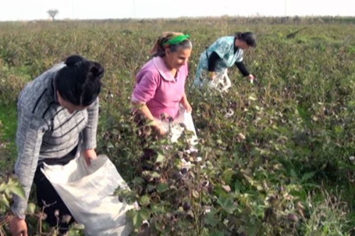 "Qiyməti 10 qəpik bahalaşsa, həvəs daha da artar”