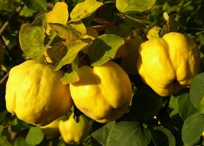 Ağdaşdan heyva hesabatı