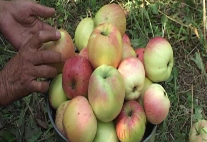 Qazaxlı sahibkar alma bağını genişləndirəcək
