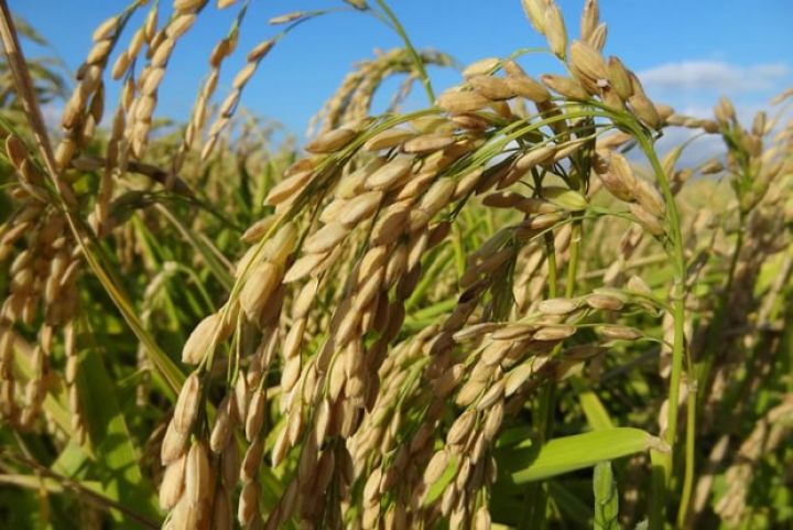 Göyçayda da yığımına başlanıb, məhsuldarlıq 30-35 sentnerdir 