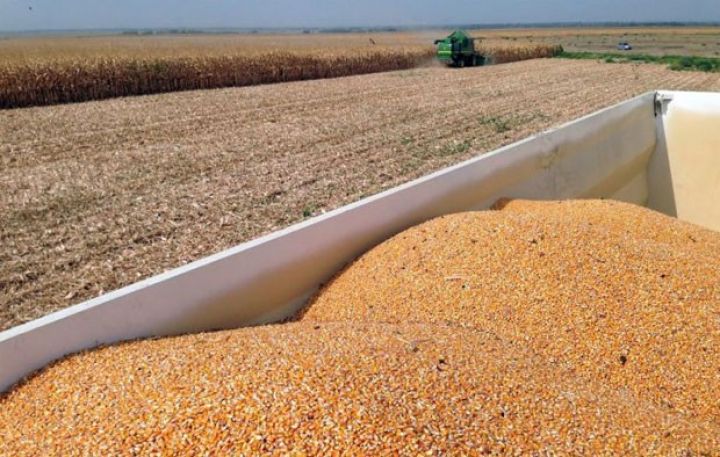 Azərbaycanda qarğıdalıda yüksək məhsuldarlıq