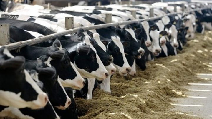 628 milyon manat kredit verilib, ət və yağ "od tutub yanır"