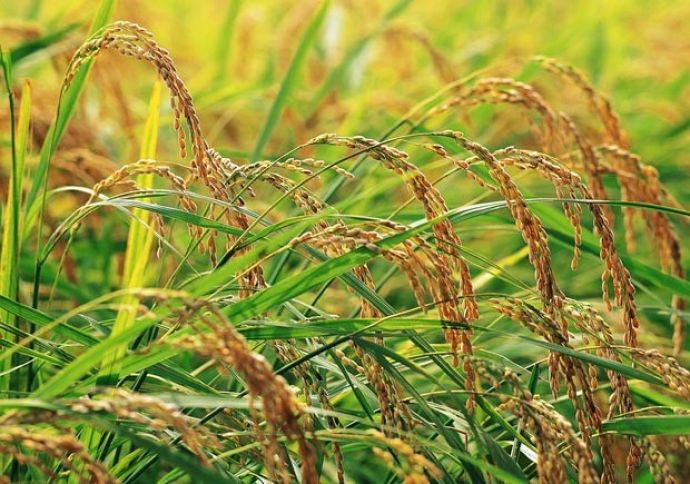 "Əsas alıcılarımız Səudiyyə Ərəbistanı, İran, BƏƏ ola bilər"