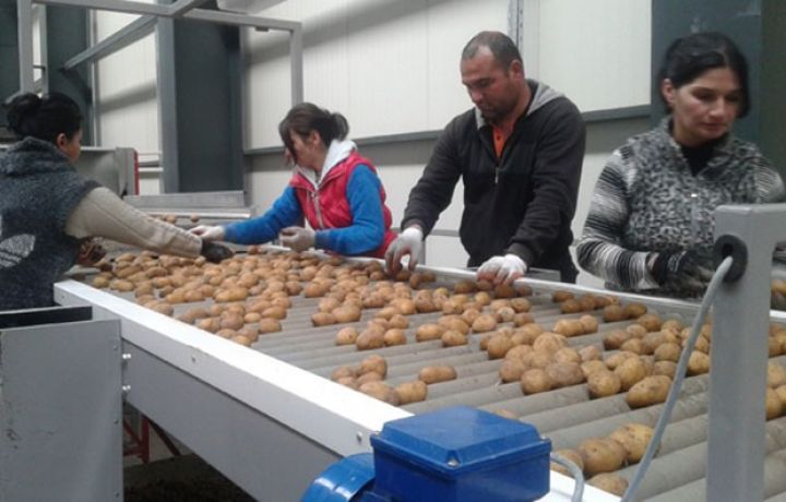 100 hektardan 4500 tonadək məhsul götürüb - RUSİYADAN TƏKLİFLƏR ALIB