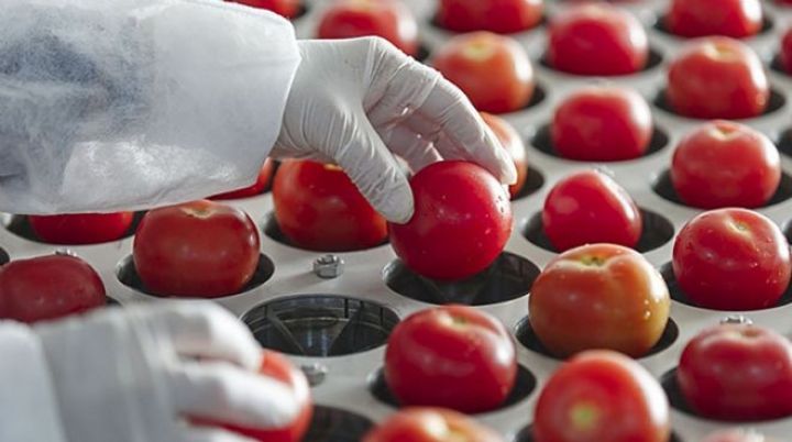 Pomidor 24 milyon dollar valyuta gətirib