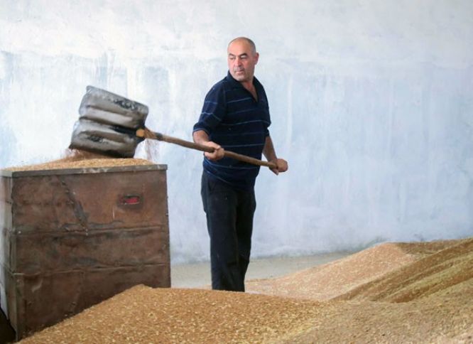 "AccessBank"ın müştərisi: "Nə əkirik, onu da biçirik!" - REPORTAJ