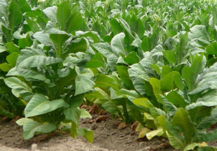 Azərbaycanda güclü leysan tütün plantasiyalarına zərər vurub? -AÇIQLAMA