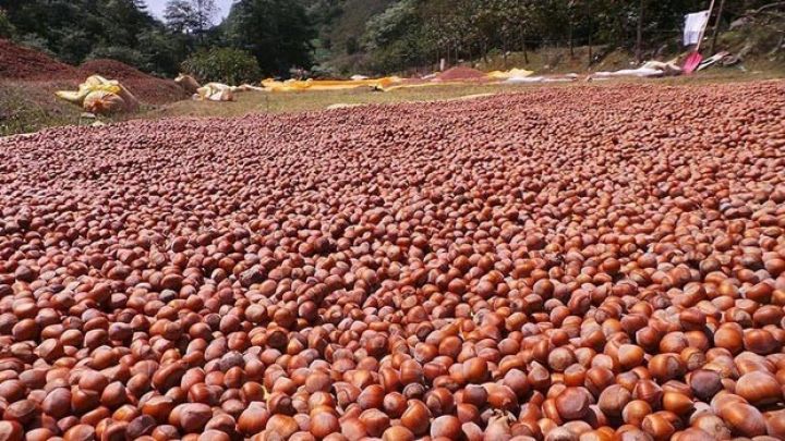 Türkiyədə yeni mövsümdə fındığın qiyməti