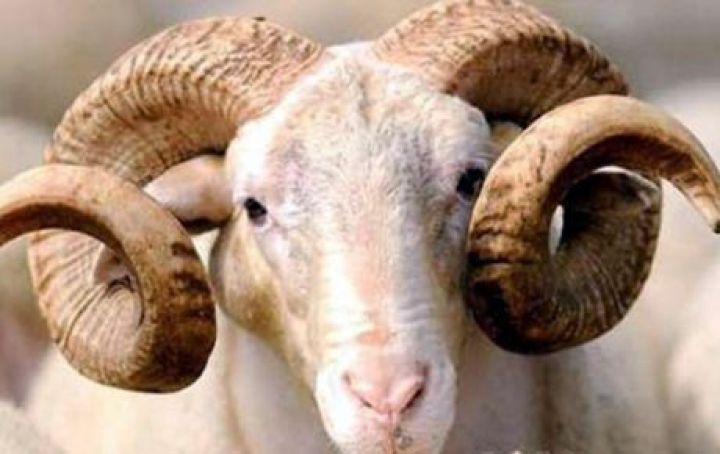 Heyvan satışı və kəsimi üçün ayrılan yerlərin siyahısı açıqlanıb 