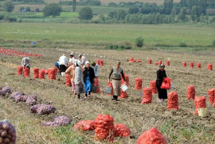 Kartof istehsalı cüzi artıb
