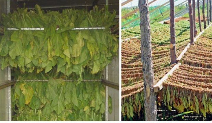 Qəbələli fermerlər 853 ton yaşıl tütün tədarük ediblər