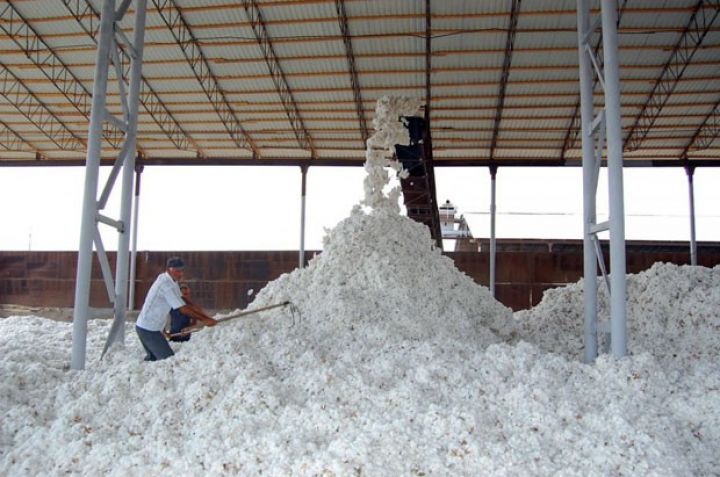 Pambıq tədarükü barədə son məlumat açıqlandı