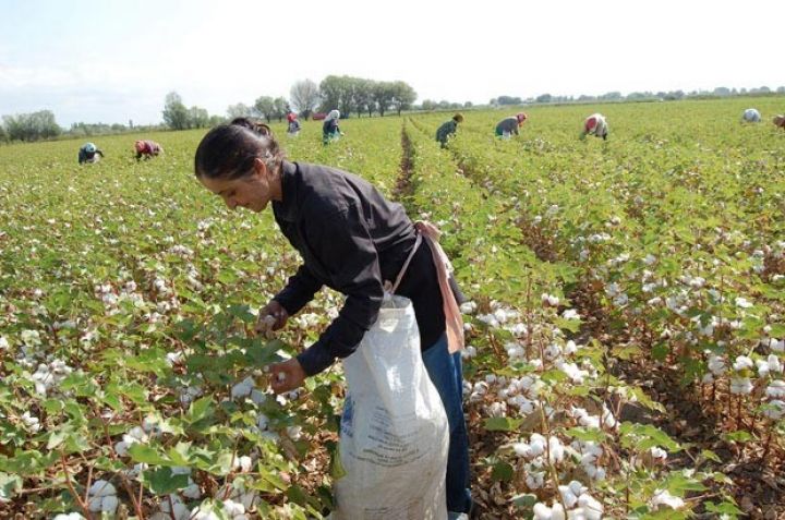 "Pambıqçıların heç birinin əmək müqaviləsi yoxdur"