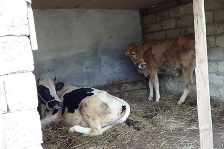 Qoca qoyunlar, xəstə inəklər...Dövlətin sosial layihəsi niyə narazılıq yaradıb?