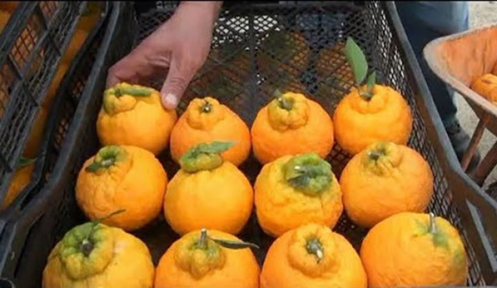 Sitrus meyvələr istehsalında 100 min tonluq hədəf