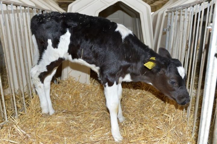 “Azərsun" daha çox süd üçün hərəkətə keçib