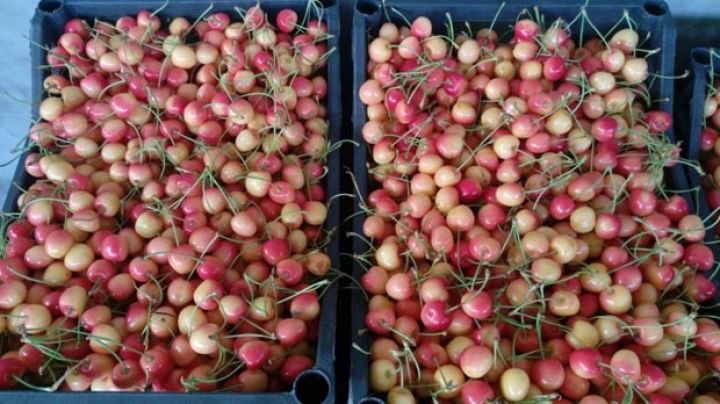 Bu il məhsuldarlıq 40 faiz çox olub