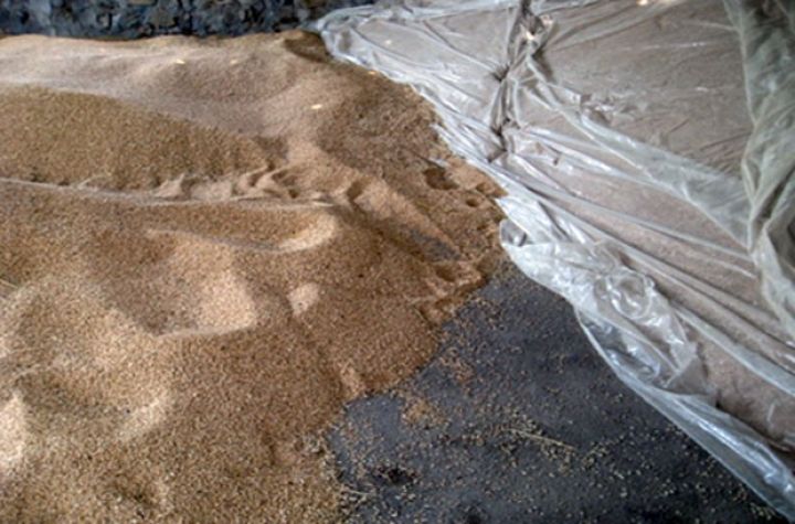 Toxumluq əkin sahələrində məhsuldarlıq 35 sentnerdən yüksəkdir