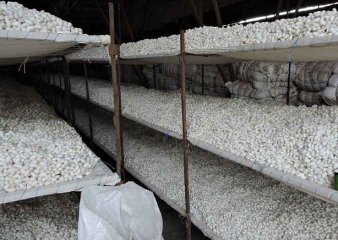 “Azəripək”:143 ton yaş barama qəbul etmişik