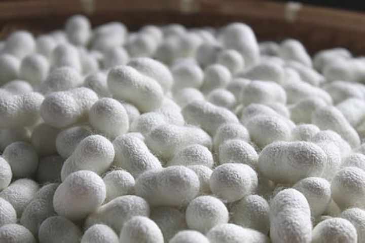 Nazir bu ilin barama istehsalı proqnozunu açıqladı