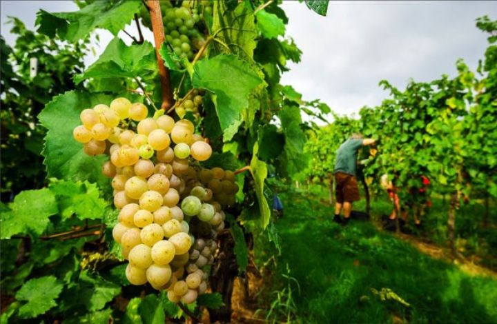 Salyanda 2,5 dəfə çox üzüm yığılıb