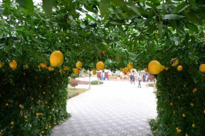 Şənbə günü Lənkərana getmək üçün səbəb - Fotolar