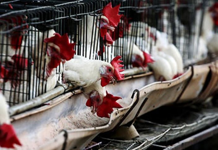 "Quş qripi" ilə bağlı monitorinqlərin nəticəsi açıqlanıb