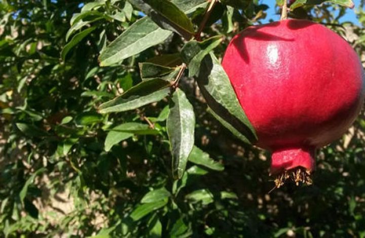 Göyçayda istehsal edilən nar məhsulları 24 xarici ölkəyə ixrac olunur