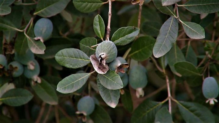 Qiyməti bu il yüksəlib, lakin düşəcəyi gözlənilir