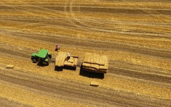 Qobustanda aqroparkda məhsuldarlıq aşağı olub - SƏBƏB