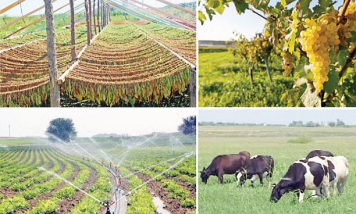 25 kənd təsərrüfatı istehsalat müəssisəsi birləşdirildi - YENİ MMC