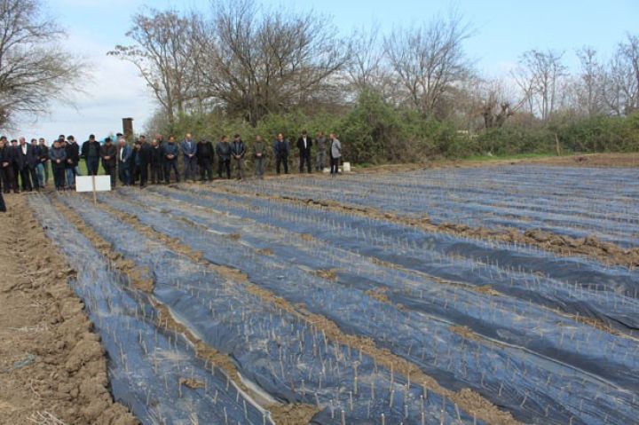Barama üçün yeni tingçilik təsərrüfatı yaradılır