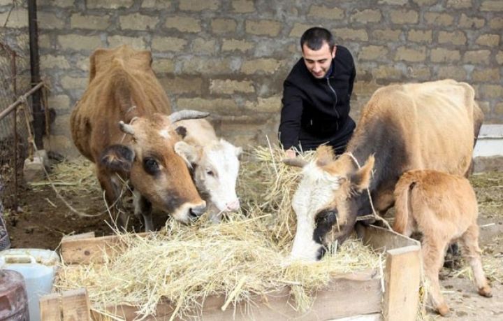 İlk rübdə 1000-dən çox işsiz və işaxtaran dövlətdən aktivlər alıb