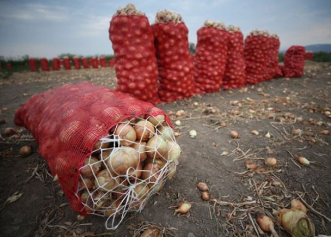 "Soğanın qiyməti baha olacaq"