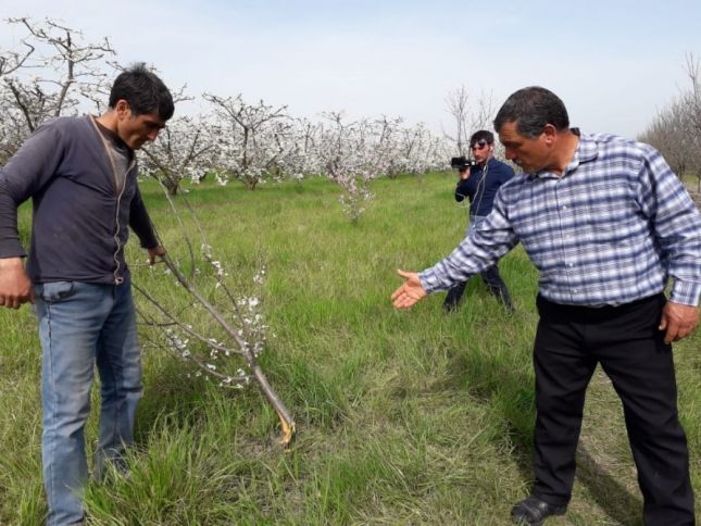 Fermerin bağına ziyan vurulub, 200-dən çox meyvə ağacı kəsilib