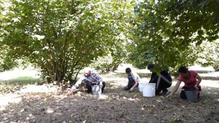 Azərbaycanda 3-cü kooperativ yaradılıb