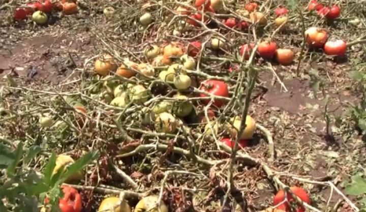 Yeni sığorta mexanizmi 2020-ci ildən etibarən işə salınacaq