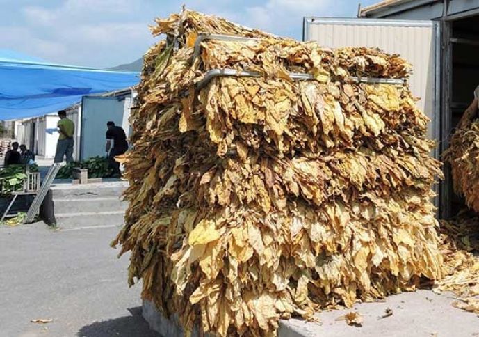 Azərbaycanda yaşıl tütünün alış qiymətləri artırıldı