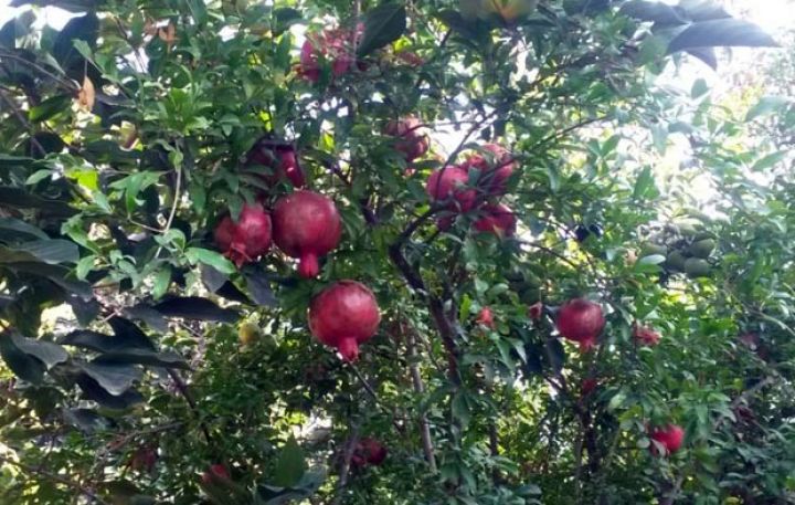 Bağlarda nar boldur